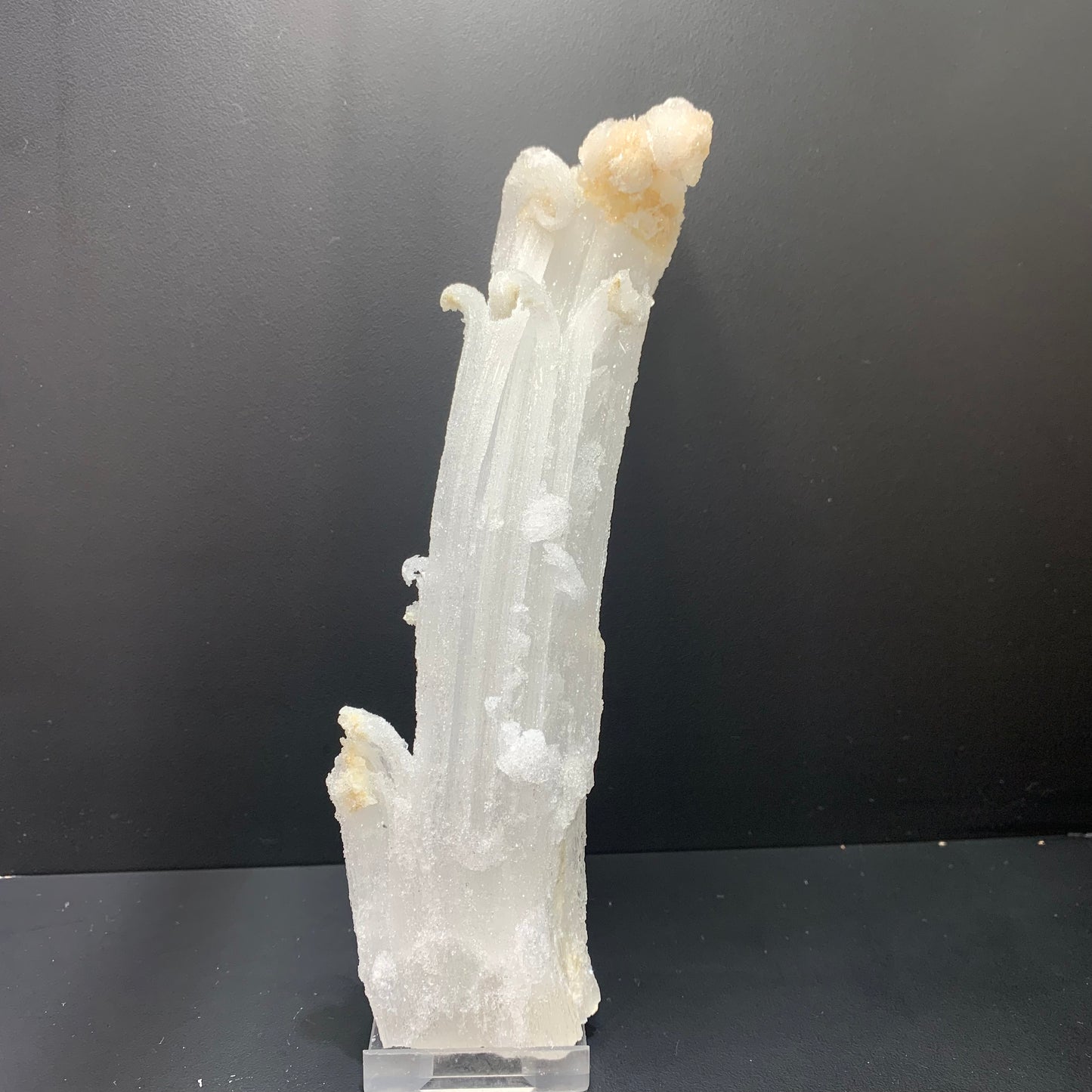 Ram’s horn selenite